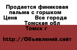 Продается финиковая пальма с горшком › Цена ­ 600 - Все города  »    . Томская обл.,Томск г.